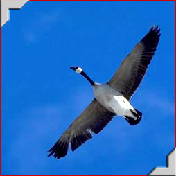 Goose hunting in Alberta with Trophy Stalkers