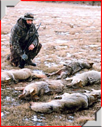 Coyote Hunting in Alberta with Trophy Stalkers