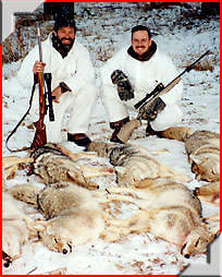 Hunting Coyote in Alberta with Trophy Stalkers